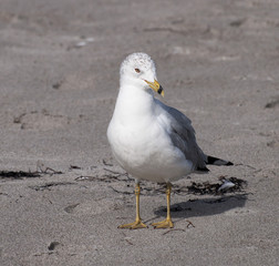 White and gray ring-billed gull with a black ring around its yellow beak is standing on beach sand.