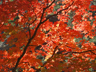Naklejka na ściany i meble Fall Colored Leaves in West Fork of Oak Creek Canyon