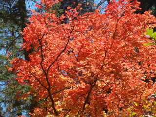 Fall Colored Leaves in West Fork of Oak Creek Canyon