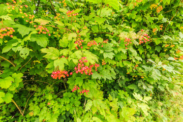 Close-up of red berries of Guelder rose, Viburnum opulus, against background of green leaves