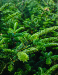 Plantatnion of young green fir Christmas trees, nordmann fir and another fir plants cultivation, ready for sale for Christmas and New year celebratoin, close up © barmalini