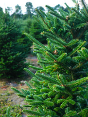 Plantatnion of young green fir Christmas trees, nordmann fir and another fir plants cultivation, ready for sale for Christmas and New year celebratoin