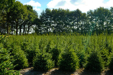 Plantatnion of young green fir Christmas trees, nordmann fir and another fir plants cultivation, ready for sale for Christmas and New year celebratoin