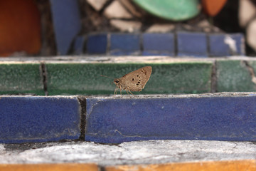 A Pale Marked Ace butterfly resting on top of a blue brick step in a sidewalk ,Thailand