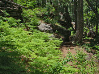 Fototapeta na wymiar Ferns by Trail at Woods Canyon Lake