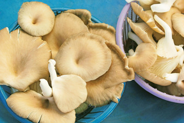 Mushrooms in a vintage color basket