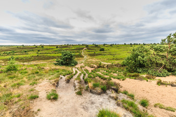 Fototapeta na wymiar Landscape Rozendaalse Veld in the Dutch province of Gelderland during the drought 2018 views over dried grass, old ox cart traces and solitary trees against dark cloudy sky