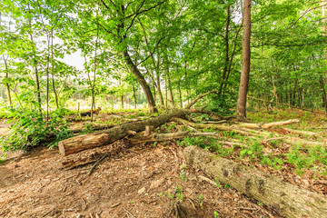Sustainably managed natural forest with dead wood on the forest floor strengthens nature...