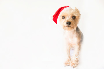 Small breed dog looking at the camera and wearing a christmas hat isolated over a white background