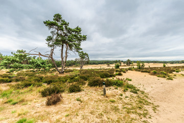 Fototapeta na wymiar Landscape Rozendaalse Veld in the Dutch province of Gelderland during the drought 2018 views over dried grass, old ox cart traces and solitary trees against dark cloudy sky