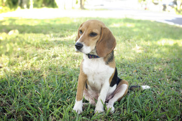 Cute beagle dog sitting in the lawn.