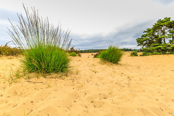 Close up of green grass poll in dry sand drift from low point of view in the landscape Rozendaalse Veld in the Dutch province of Gelderland against sky with gray clouds