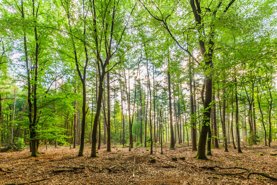 Sustainably managed natural forest with dead wood on the forest floor strengthens nature development and a healthy environment for the realization of biodiversity and natural biotopes