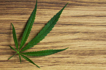 cannabis leaf on old wooden table