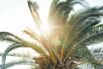 Fototapeta na wymiar sun through palm leaves