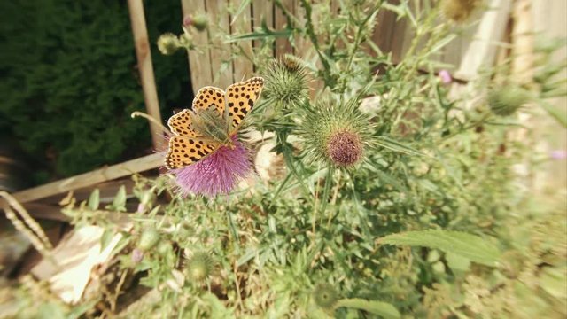Pearl Butterfly Feeding From A Thistle Flower At A Wooden Barn In A Rural Countryside Garden.