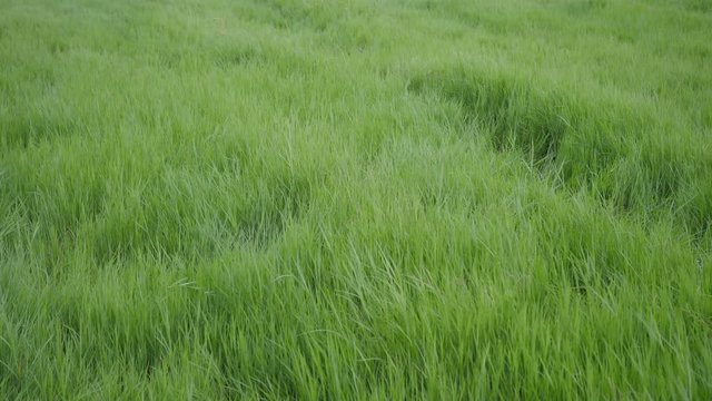 green grass with blowing wind