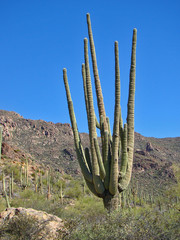 Giant Saguaro Cactus on Dutchman's Trail