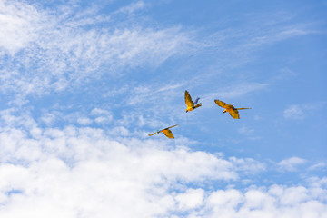 Blue macaws flying