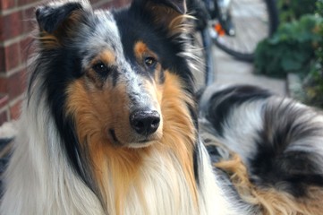 Fototapete bei efototapeten.de bestellen   