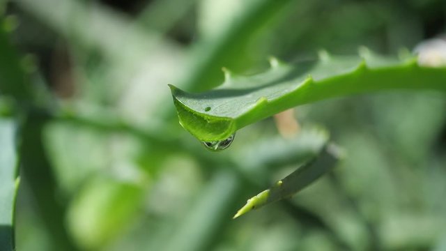 aloe leaf with dripping clear juice
