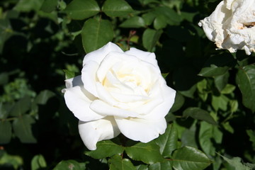 Rosa Amistad Sincera
