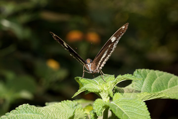 ein brauner schmetterling in frontalansicht mit halbgeöffneten flügeln fotografiert in einem tropenhaus mit makroobjektiv