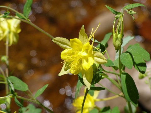 Golden Columbine On See Springs Trail