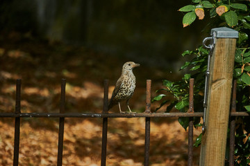 Singdrossel auf Metallzaun