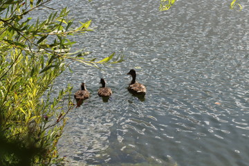Eine Entenfamilie auf dem Pl&ouml;ner See