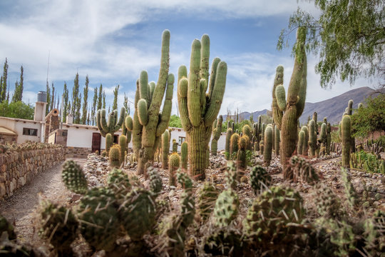 Cardones Cactus at Pucara de Tilcara pre-inca ruins - Tilcara, Jujuy, Argentina