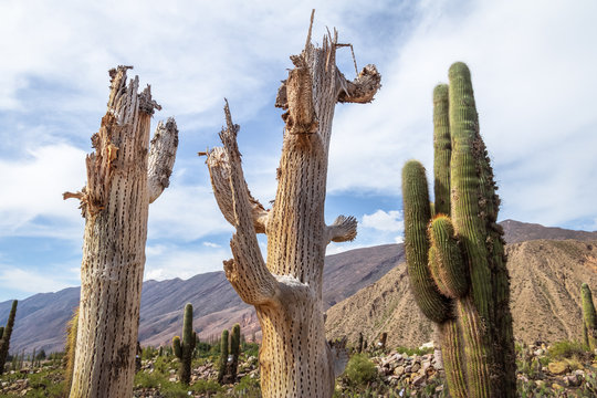 Cardones Cactus wood at Pucara de Tilcara pre-inca ruins - Tilcara, Jujuy, Argentina