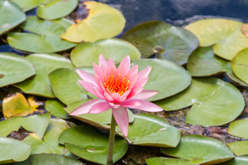 Pink water lily, Nymphaea nouchali