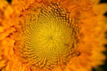 The bright yellow sunflower is blending with warm sunshine.