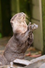 Asian small clawed otter (aonyx cinerea) playing with a stone