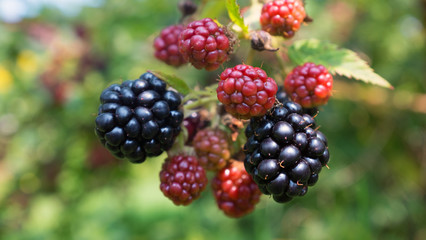 ripen on a bush in a blackberry orchard.