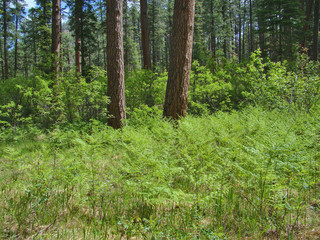 Green Ferns and Tree Trunks in See Canyon