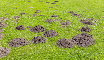 Frische Maulwurfshügel auf der Gartenwiese.