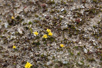 Yellow whitlow-grass plant (Draba aizoides)