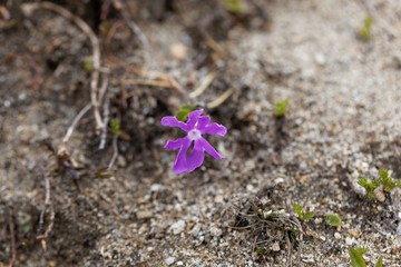 Flower of the alpine soapwort Saponaria pumila