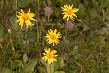 Flowers of wolf's bane (Arnica montana)