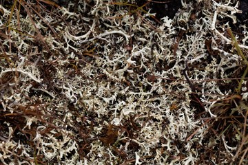 The perennial lichen Alectoria ochroleuca