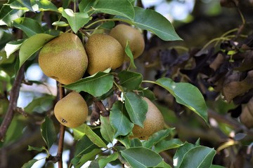 ripe pears on picking tree