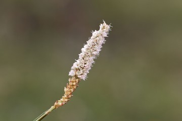 Alpine Bistort (Persicara vivpara) flower
