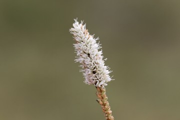 Alpine Bistort (Persicara vivpara) flower