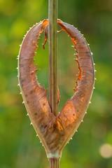 Dry leaves on a thistle in backlight close-up