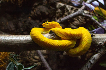 Bothriechis schlegelii the eye lash viper snake