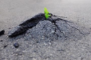 Small and green plant grows through urban asphalt ground. Green plant growing from crack in asphalt on road.  Space for text or design.