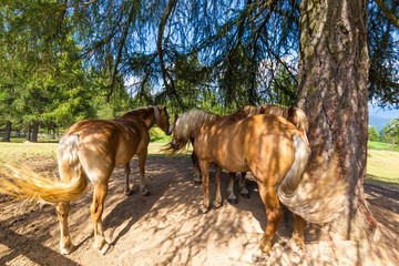 Cavalli nel bosco in montagna