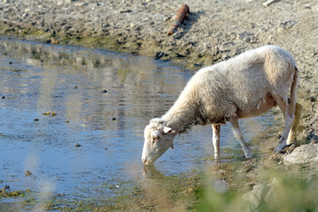 Owca przy wodopoju pijąca wodę